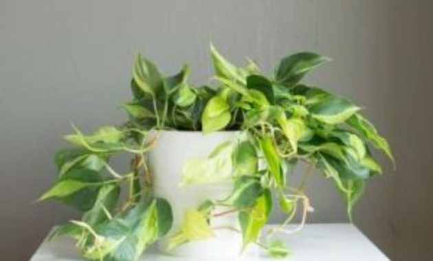 14 Common Houseplants: The Ultimate 2022 Guide