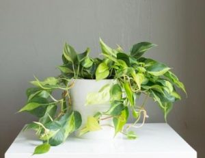 14 Common Houseplants: The Ultimate 2022 Guide