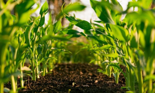 10 Farm Management Software For Your Agricultural Land